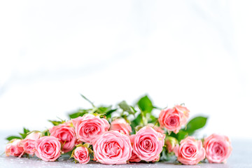 roses on white background