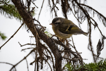 Fototapeta premium Golden Crowned kinglet in a tree
