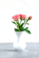 roses on white background