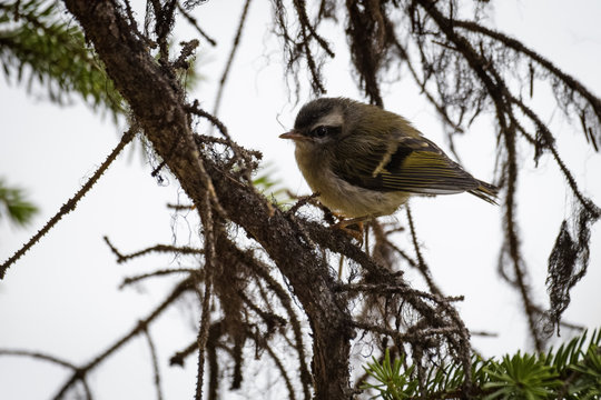 Golden Crowned Kinglet In A Tree