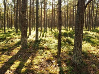 Fototapeta na wymiar Sunlight through trees on Sandhamn island in the Stockholm Archipelago, Sweden