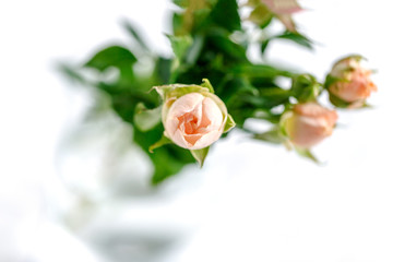 roses on white background