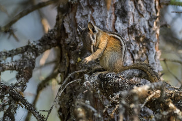 Naklejka na ściany i meble Chipmunk cleaning itself in a tree in Banff National Park