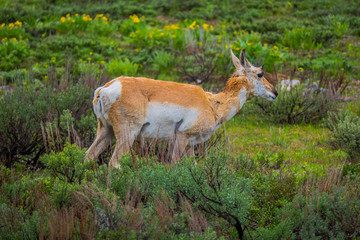 Naklejka na ściany i meble Close up of a female rocky mountain mule deer, Odocoileus hemionus walking in a grassland in Yellowstone National Park in Wyoming