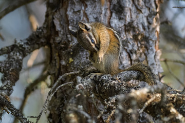 Naklejka na ściany i meble Chipmunk cleaning itself in a tree in Banff National Park
