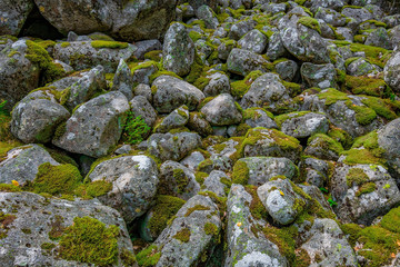 The stony path in the woods