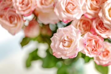 roses on white background