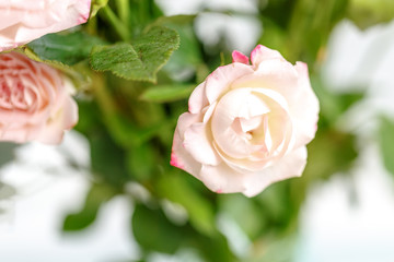 roses on white background