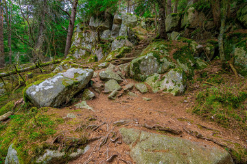 Fototapeta premium A adventurous path in the woods, France, Vosges, September 2018