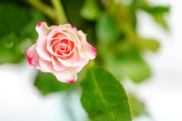roses on white background