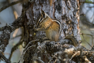 Fototapeta na wymiar Chipmunk cleaning itself in a tree in Banff National Park