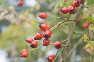 red rose hips on twig macro