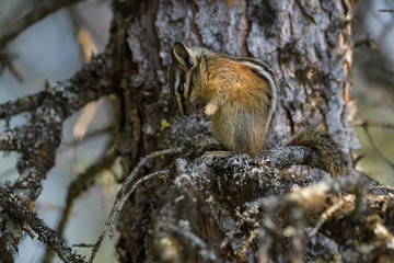 Chipmunk cleaning itself in a tree in Banff National Park