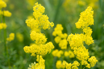 Galium verum, lady's bedstraw or yellow bedstraw flowers