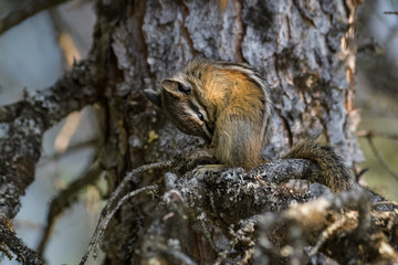 Chipmunk cleaning itself in a tree in Banff National Park