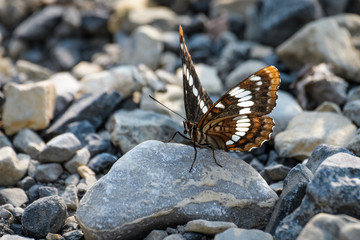 Butterfly in a riverbed in Banff National Park
