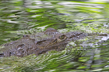 Head of American Crocodile in water , Jamaica