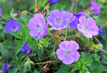 Obraz premium Zonal geranium