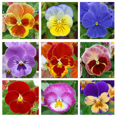 Collage with 9 pansy flowers