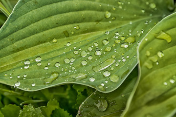 Drops on green leaves