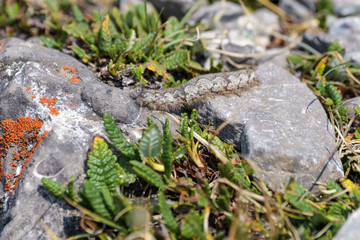 Camouflaged caterpillar on a rock in Banff National Park