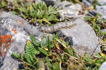 Camouflaged caterpillar on a rock in Banff National Park