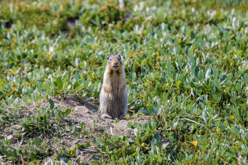 Columbian ground squirrel in front of its den