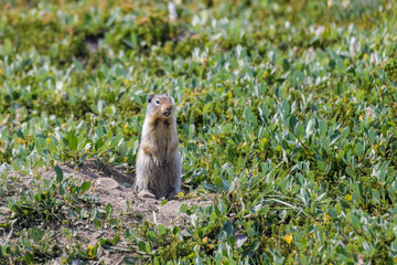 Naklejka na ściany i meble Columbian ground squirrel in front of its den
