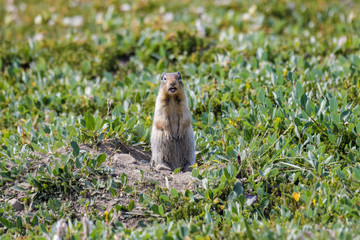 Naklejka na ściany i meble Columbian ground squirrel in front of its den