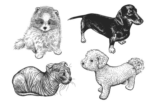 Set of cute puppies and kittens. Hand-made black and white drawing of dogs and cats © marinavorona