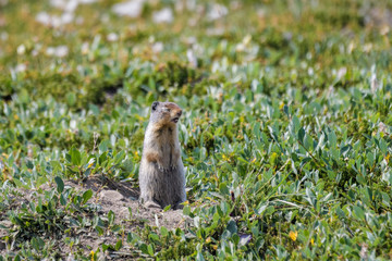 Columbian ground squirrel in front of its den