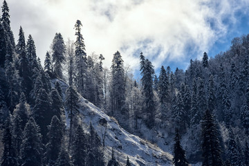 Fototapeta premium Snowy coniferous fir tree mountain forest under blue sky. Scenic sunny autumn landscape. Sochi, Russia, Caucasus mountains