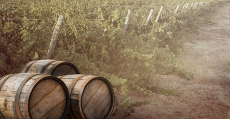 Landscape with a vineyard, vine leaves and old wooden barrel for your wine template or banner....