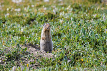 Columbian ground squirrel in front of its den