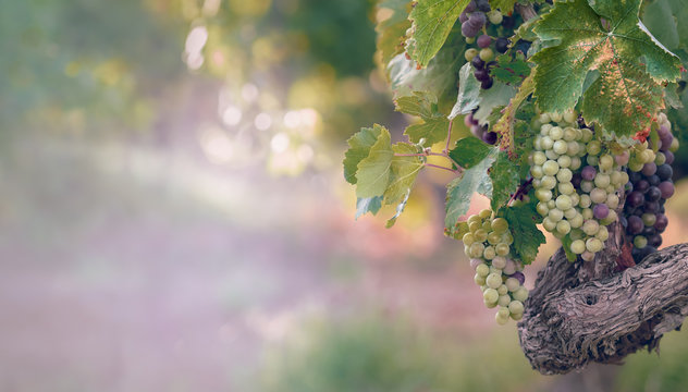 Merlot Grape In Sunlight On A French Vineyard. Multicolored Branch Of Grapevine At Blur Background.