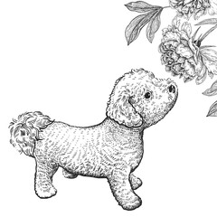 Bishon dog. Cute puppy sniffing peony flower. Black and white hand drawing
