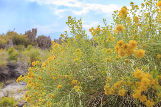 Beautiful Rubber rabbitbrush yellow flower blossom in summer