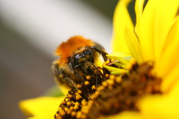 Makro einer Biene bei der Arbeit auf gelber Bl&uuml;te