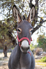 A good looking donkey in a red halter