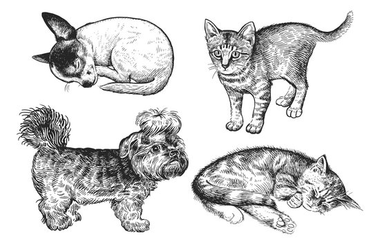 Set of cute puppies and kittens. Hand-made black and white drawing of Dogs and cats
