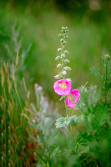 Obraz premium wildflowers