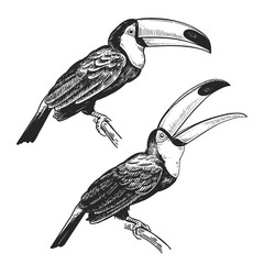Realistic tropical bird toucan on branch. Black and white graphics. © marinavorona