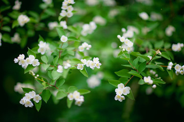 wildflowers