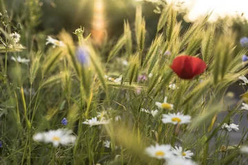 Sommerwiese © Gert Lanser