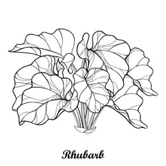 Vector bush with outline Rhubarb or Rheum vegetable in black isolated on white background. Ornate leaf of Rhubarb bunch in contour style for organic food or medicinal design and coloring book.