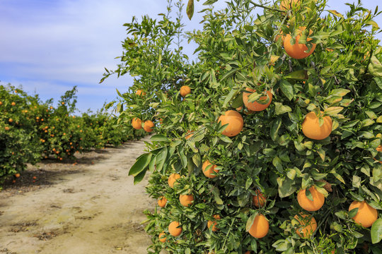 Beautiful mature orange hanging on the tree