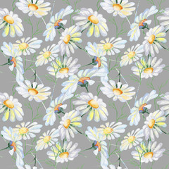 Stylized Daisies flowers illustration. watercolor - 222530994