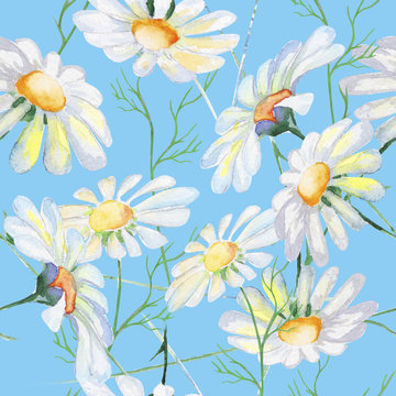 Stylized Daisies flowers illustration. watercolor