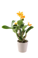 Naklejka na ściany i meble Homemade pot plant - Cattleya with yellow flowers. Isolated