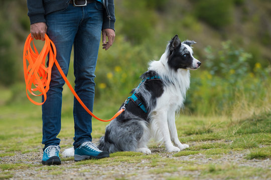 Border Collie an der Schleppleine